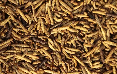 Microwave Dried Black Soldier Fly Larvae