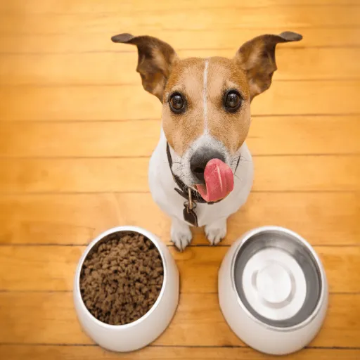 Step 1_ Define Your Pet Food Niche and Business Model