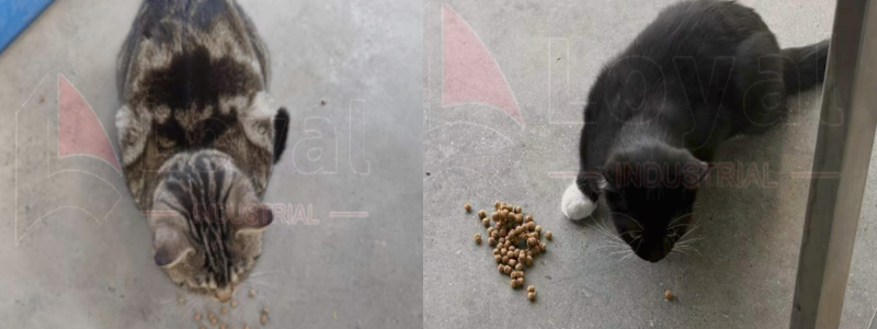 ligne de production d’aliments pour animaux de compagnie (5)